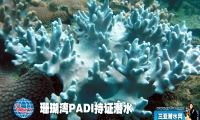 珊瑚湾PADI持证潜水