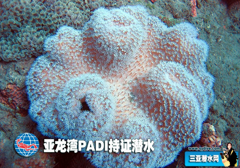 亚龙湾PADI持证潜水